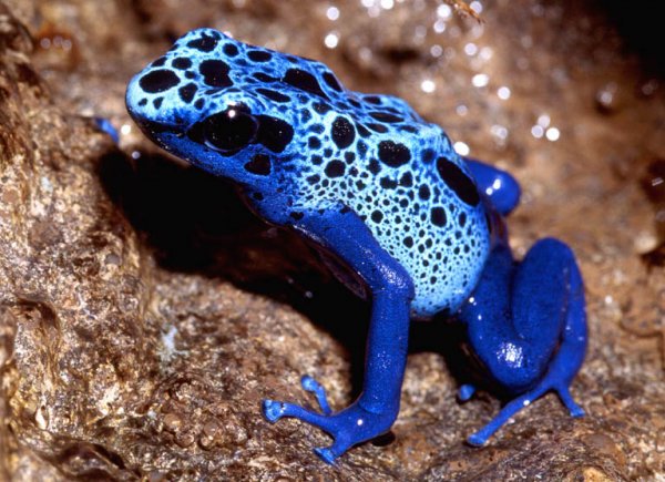 imagesFROG%20005%20Blue%20dart%20frog.jpg