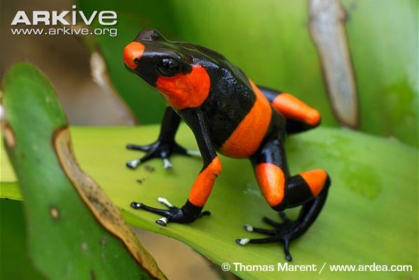 Lehmanns-poison-frog-sitting-on-a-leaf.jpg