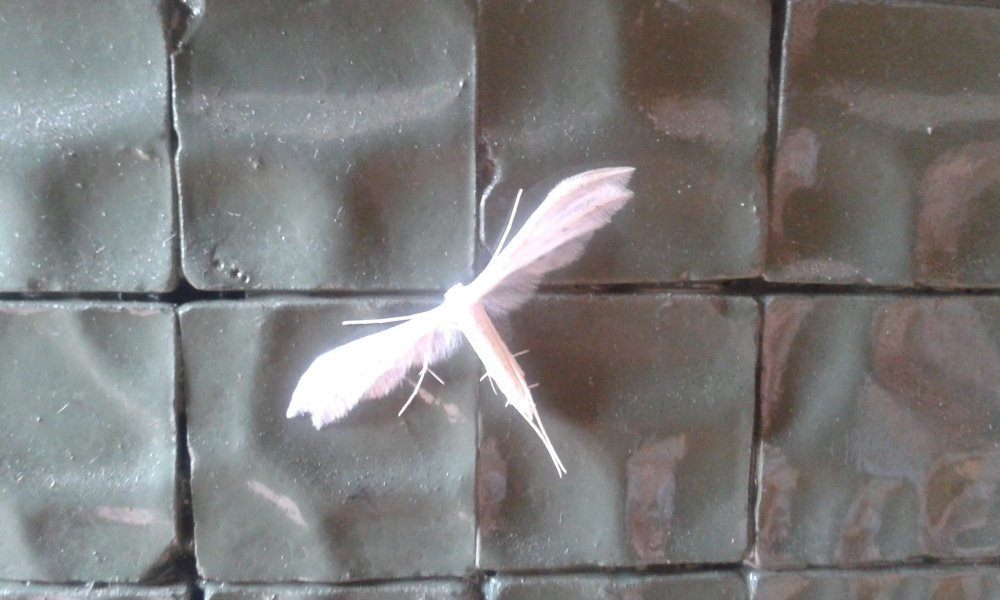 20160612_195131.jpg