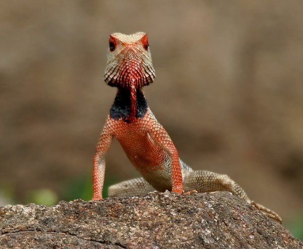 Indian_Garden_Lizard_%28Calotes_versicolor%29_in_AP_W_IMG_9906.jpg