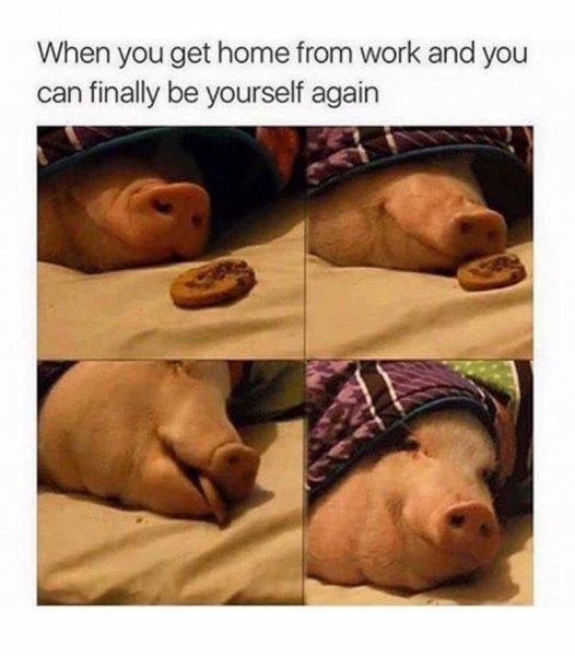 pig at home.jpg