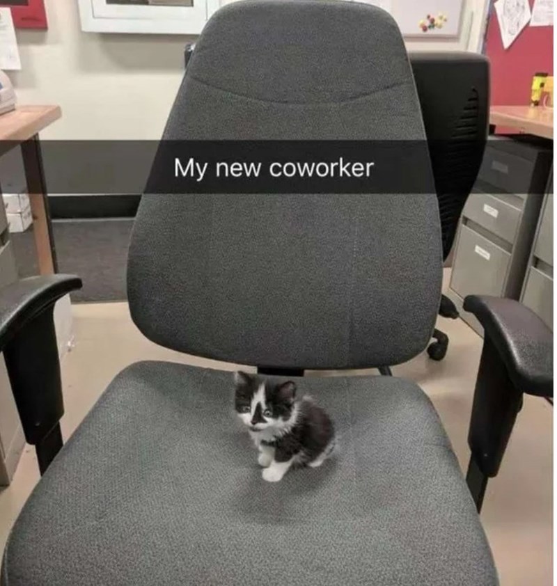 My new coworker