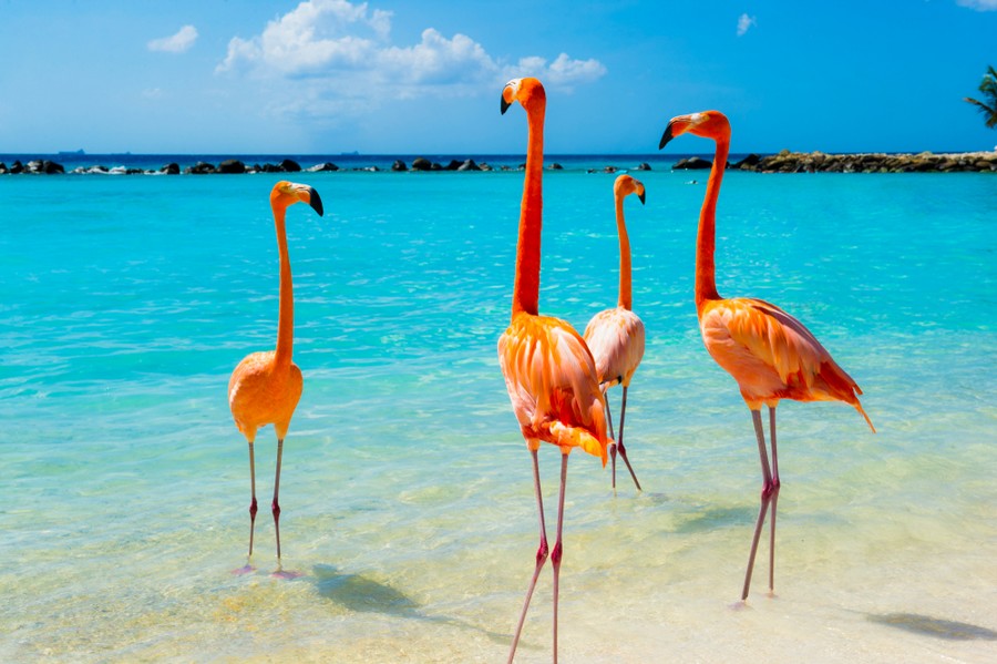 Fenicotteri-Aruba.jpg