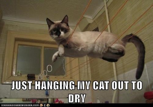 just-hanging-my-cat-out-to-dry