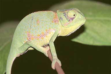 Samburu_chameleon_1.jpg