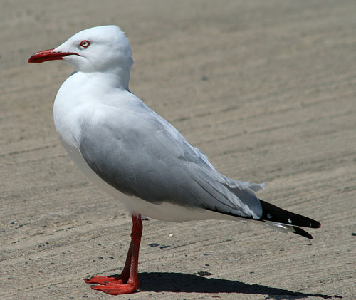 seagull.jpg seagull.jpg