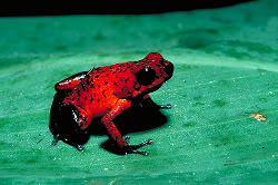 poisonarrowfrog1.jpg