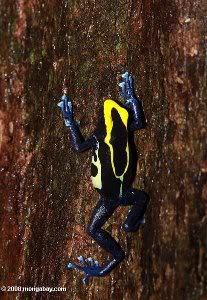 poisonarrowfrog2.jpg