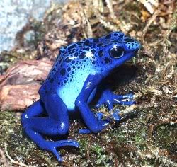 poisonarrowfrog3.jpg