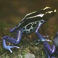 poisondartfrog4.jpg