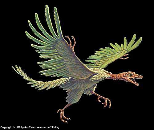 archaeopteryx.jpg