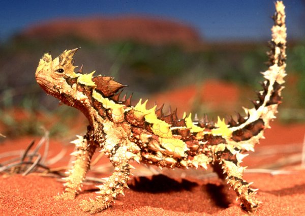 ThornyDevil.jpg