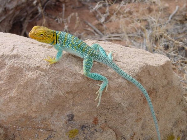 collared_lizard.jpg