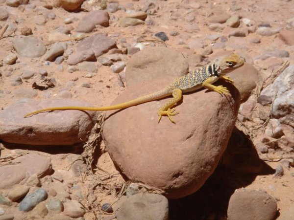 collared_lizard_2.jpg