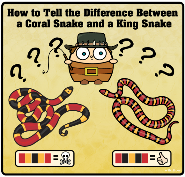 DIFFERENCEINSNAKES_top.png