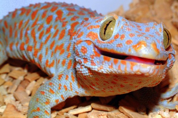 tokay_gecko_zps64229bf9.jpg