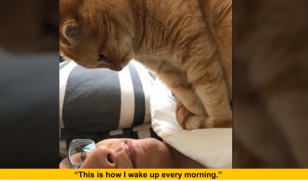 cat morning wake-up.png