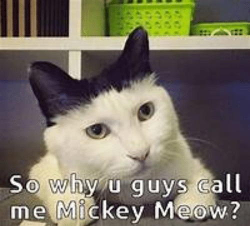 so-why-u-guys-call-me-mickey-meow-super-funny-52688255.png