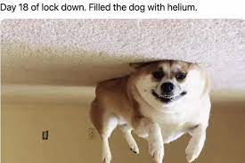 filled dog with helium.jpg