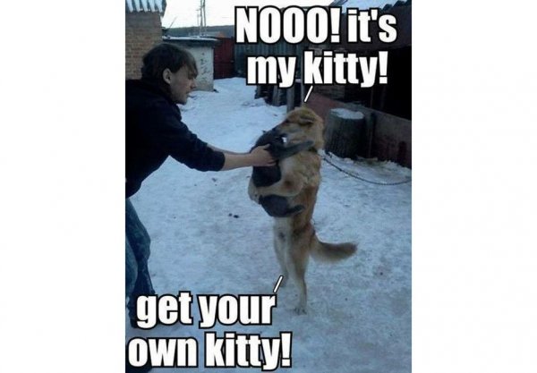 my kitty get your own.jpg