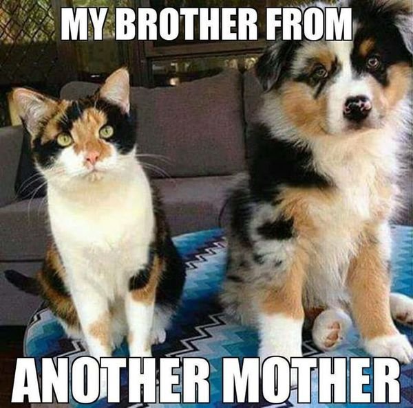 21-Funny-Dog-and-Cat-Memes.jpg