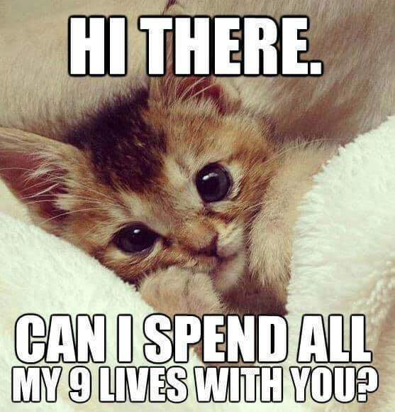 cat-hi-there-canispend-all-my-9-lives-with.jpg