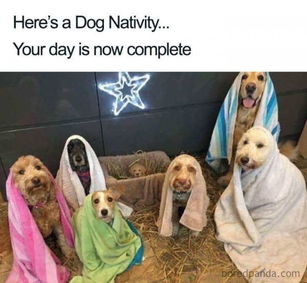 dog-heres-dog-nativity-day-is-now-complete-boredpandacom.jpg