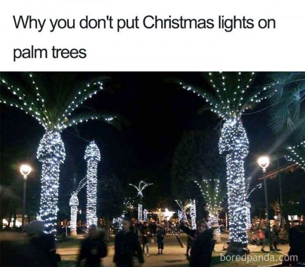 person-why-dont-put-christmas-lights-on-palm-trees-boredpandacom.jpg