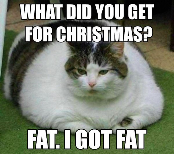 cat-did-get-christmas-fat-got-fat.jpg