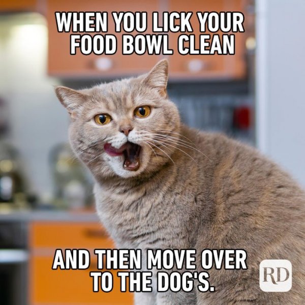 10-catfood.jpg