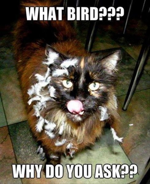 funny-animals-46.jpg