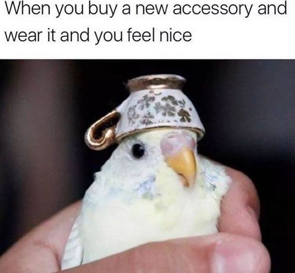 bird-buy-new-accessory-and-wear-and-feel-nice.jpg