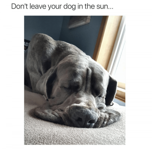 dog-dont-leave-dog-sun-ad.png