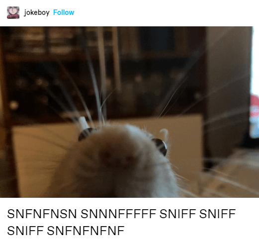 animal-jokeboy-follow-snfnfnsn-snnnfffff-sniff-sniff-sniff-snfnfnfne.png