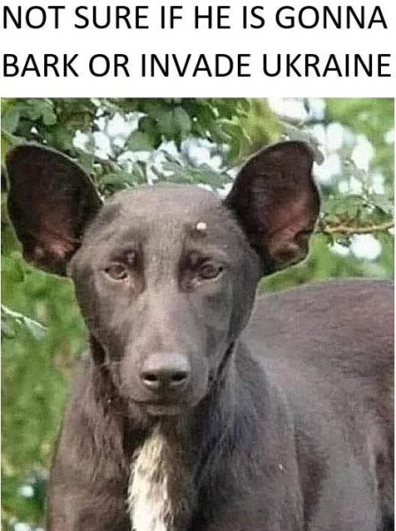 dog putin.jpg