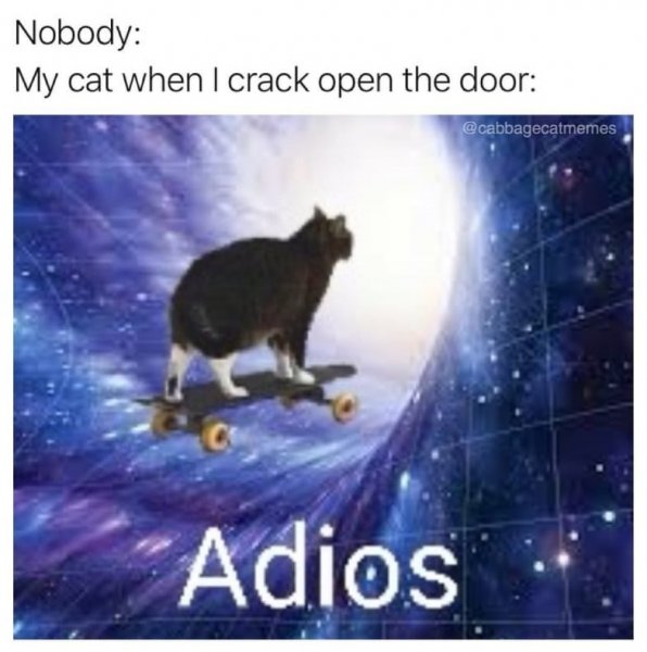 animal-nobody-my-cat-crack-open-door-cabbagecatmemes-adios-os.jpg