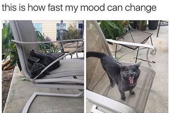 animal-this-is-fast-my-mood-can-change.jpg