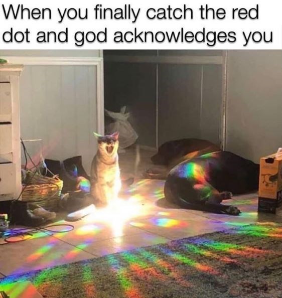 cat-finally-catch-red-dot-and-god-acknowledges.jpg