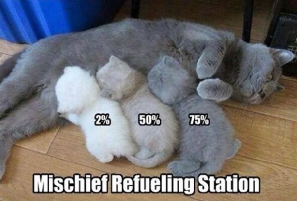 animal-2-50-75-mischief-refueling-station.jpg