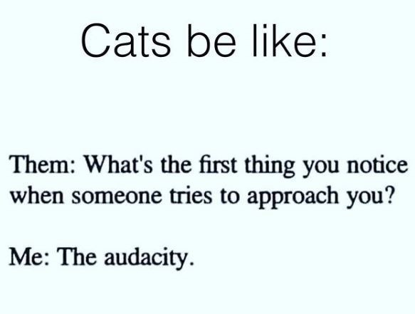 cats-be-like-them-s-first-thing-notice-someone-tries-approach-audacity.jpg