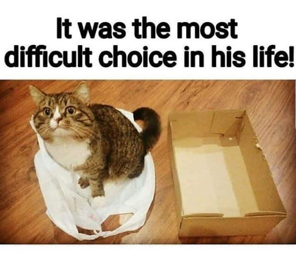 cat-most-difficult-choice-his-life.jpg