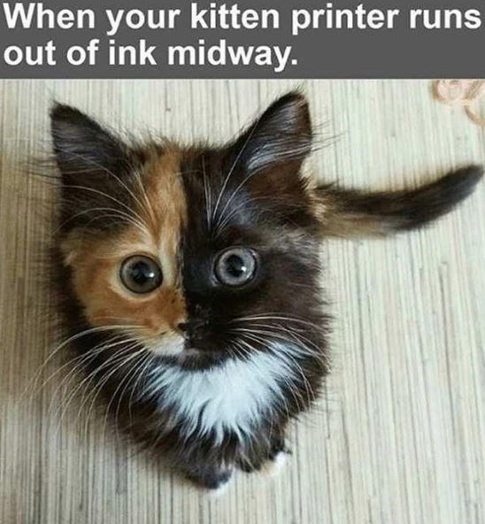 cat-kitten-printer-runs-out-ink-midway.jpg