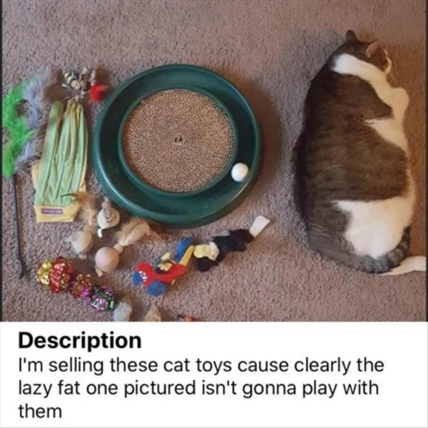 description-selling-these-cat-toys-cause-clearly-lazy-fat-one-pictured-isnt-gonna-play-with-them.jpg