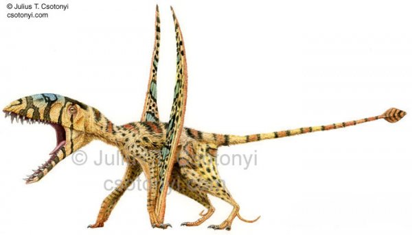 Dimorphodon.jpg Dimorphodon.jpg