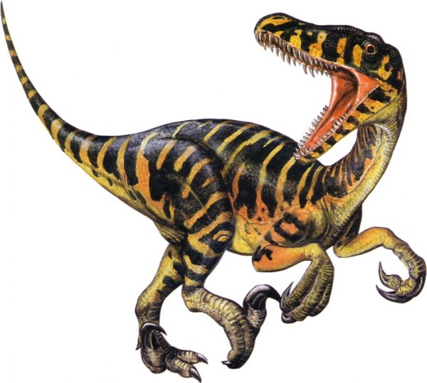 00f59c3e_Velociraptor-dinosaurs-23564955-817-734.jpeg