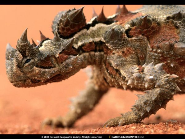 thorny-devil-525047-sw.jpg