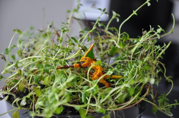 DSC_0109_zps0ff7a4e8.jpg DSC_0109_zps0ff7a4e8.jpg