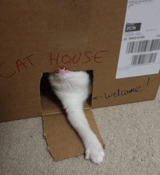 cat-in-cat-house.jpg