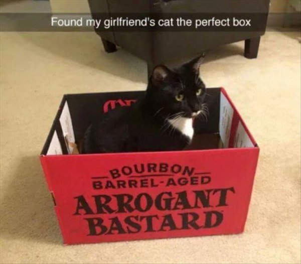 cat-in-box-1.jpg