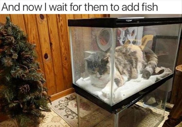 cat-in-fishtank.jpg